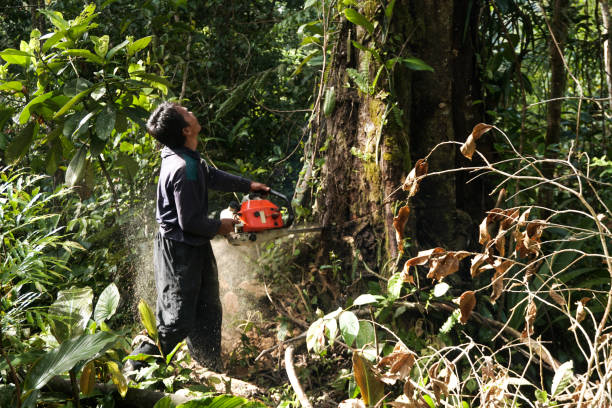 Professional Tree Service in Christiansburg, VA